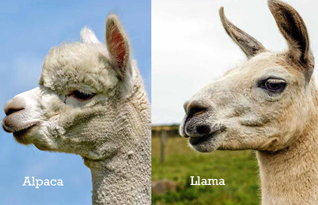 difference between alpacas and llamas